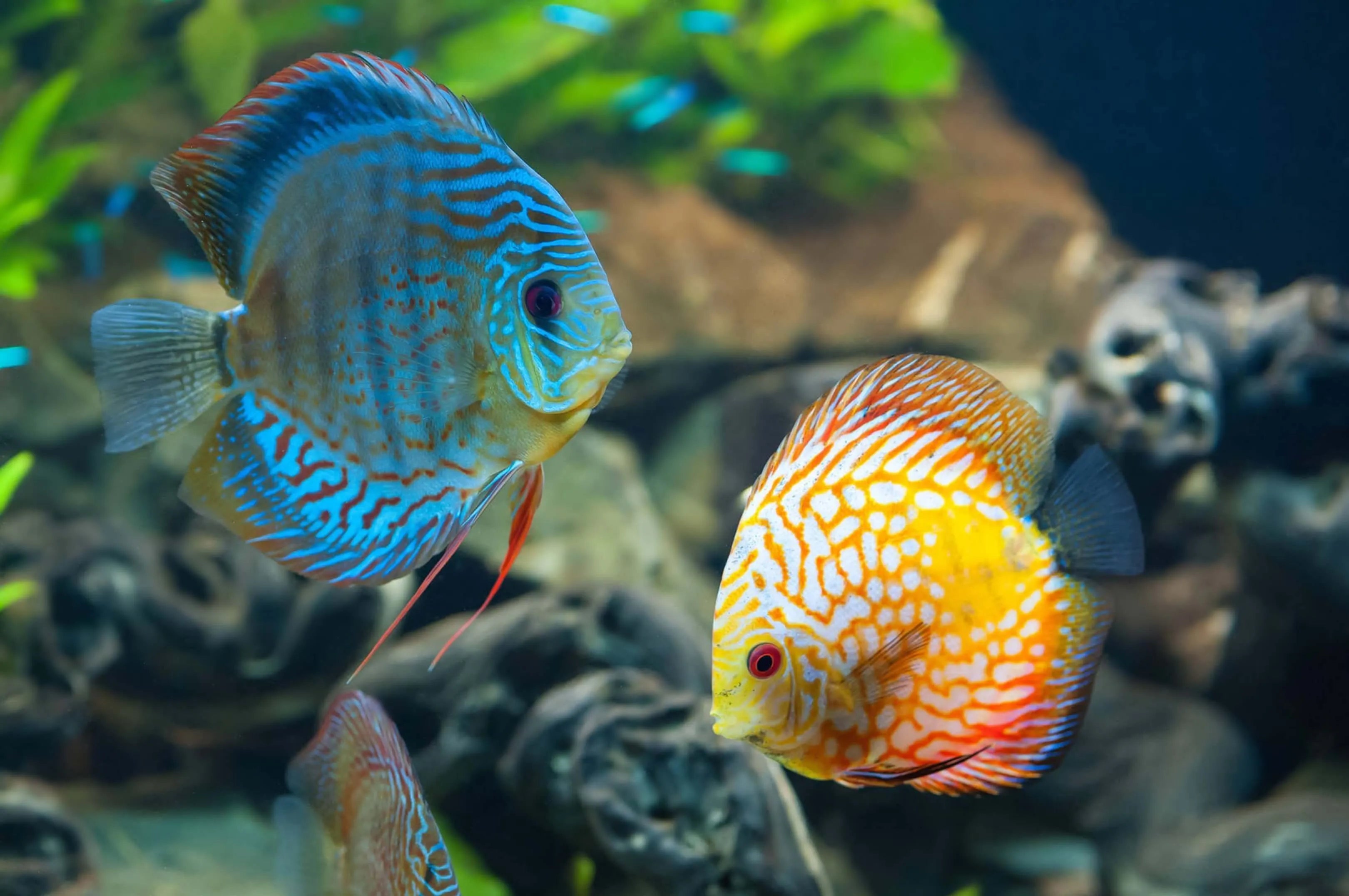 Diskus Fische im Aquarium Wasser-Shop24
